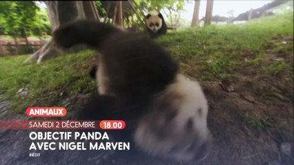 Objectif panda avec Nigel Marven