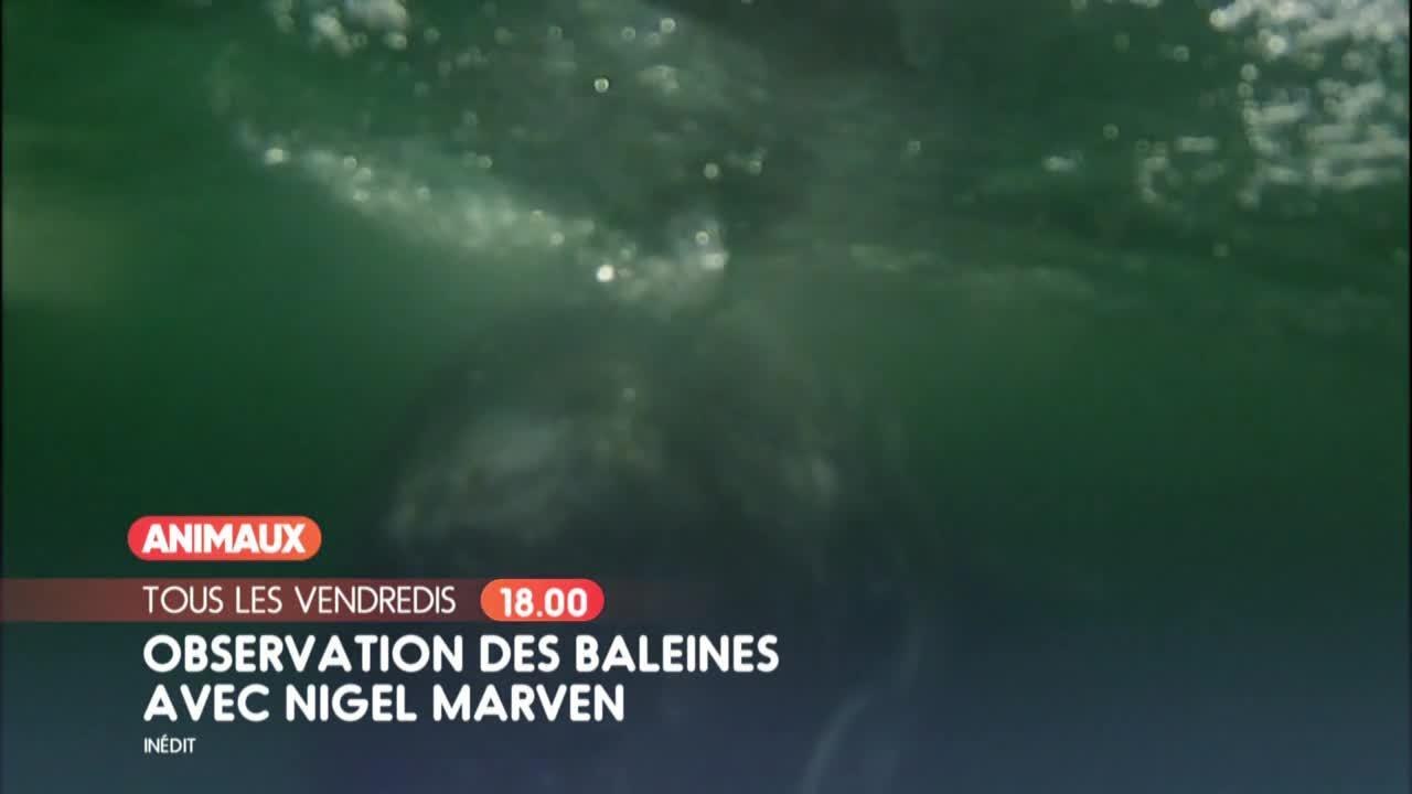 Observation des baleines avec Nigel Marven