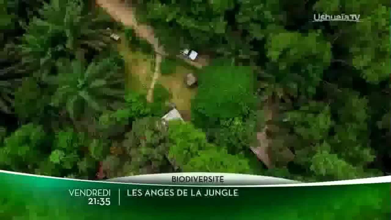 Les anges de la jungle