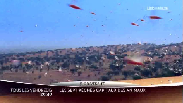 Les sept péchés capitaux des animaux