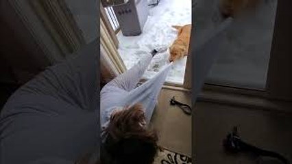 Dog Demands To Play Outside