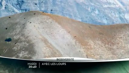 Avec les loups
