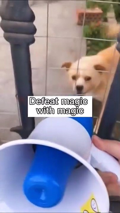 Comment faire taire un chien... faite lui écouter sa propre voix