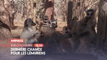 Dernière chance pour les lémuriens de Madagascar