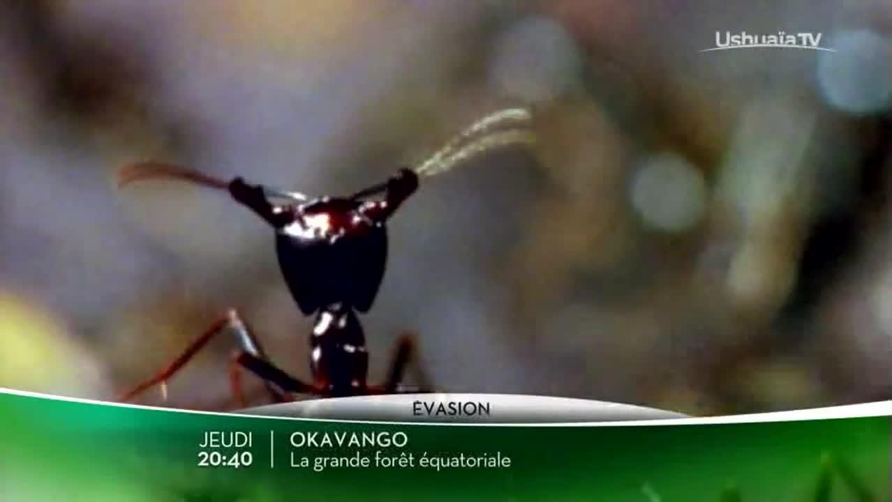 Opération Okavango