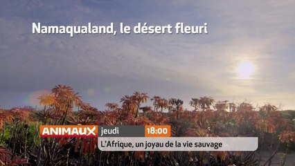 Les animaux emblématiques d'Afrique