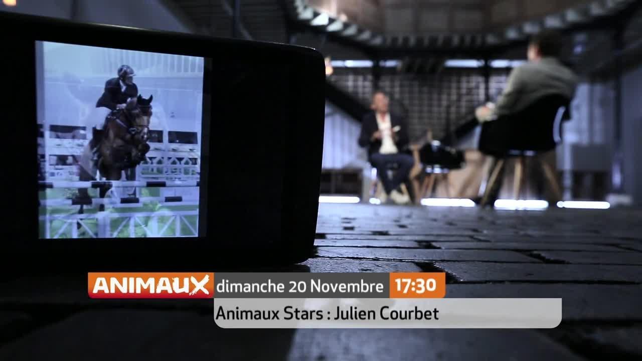 Animaux stars