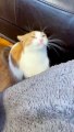 Cat Loves to Lick Blanket