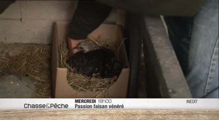 Passion faisan vénéré