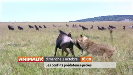 Les conflits prédateurs-proies