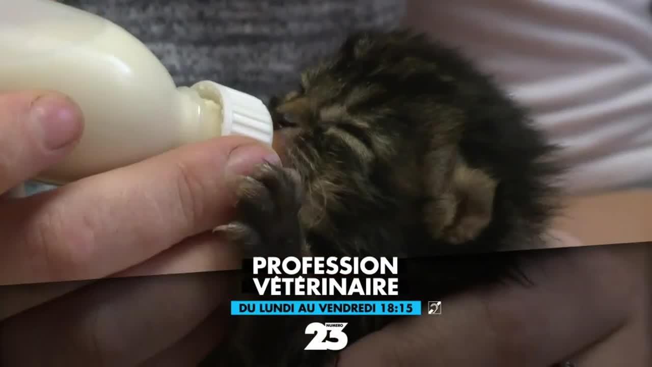 Profession vétérinaire