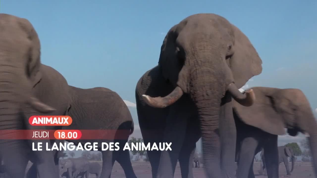 Le langage des animaux