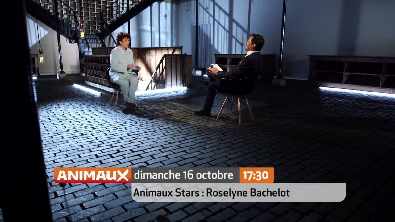 Animaux stars