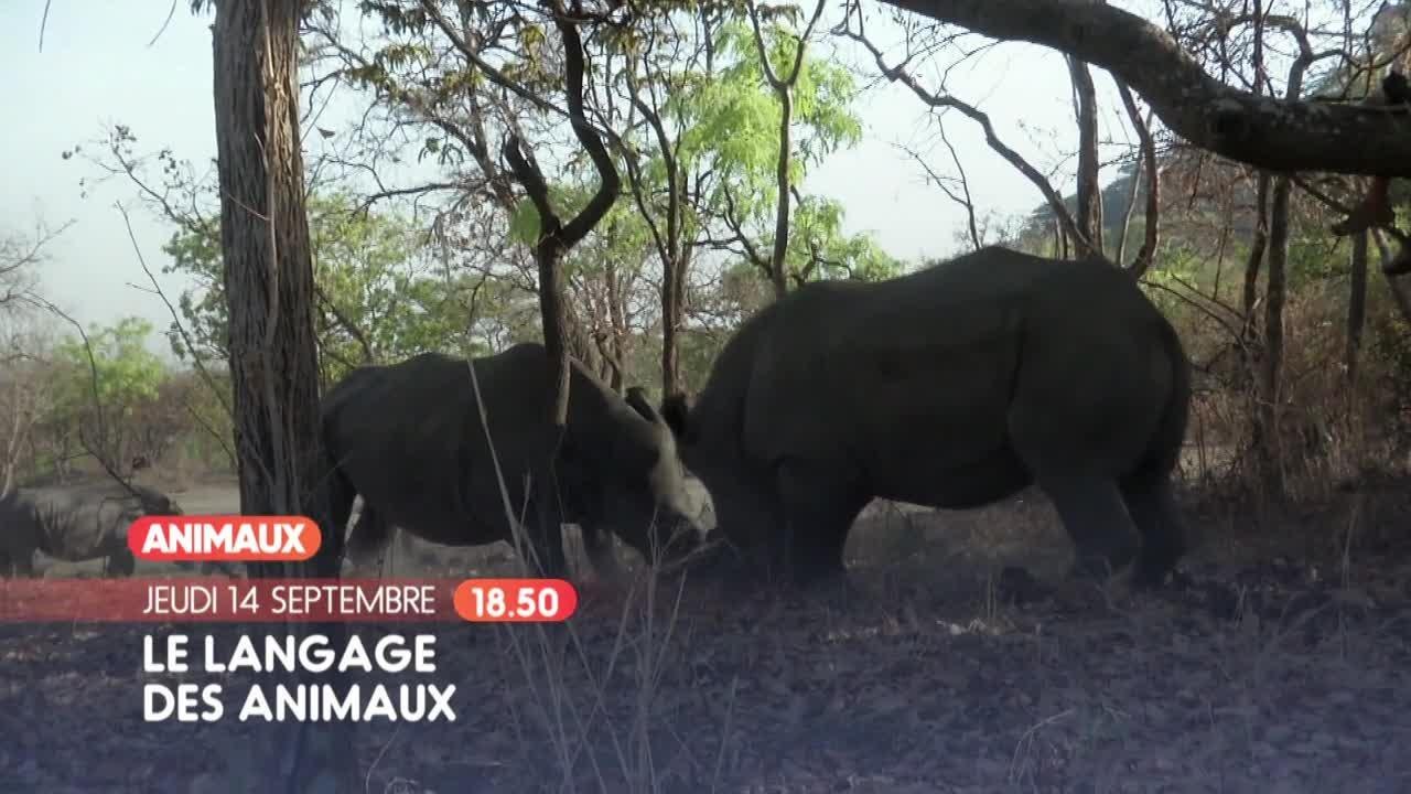 Les animaux pensent-ils ?