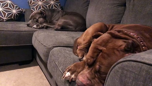 Adorable GIANT pitbulls sleeping peacefully HULK & KOBE