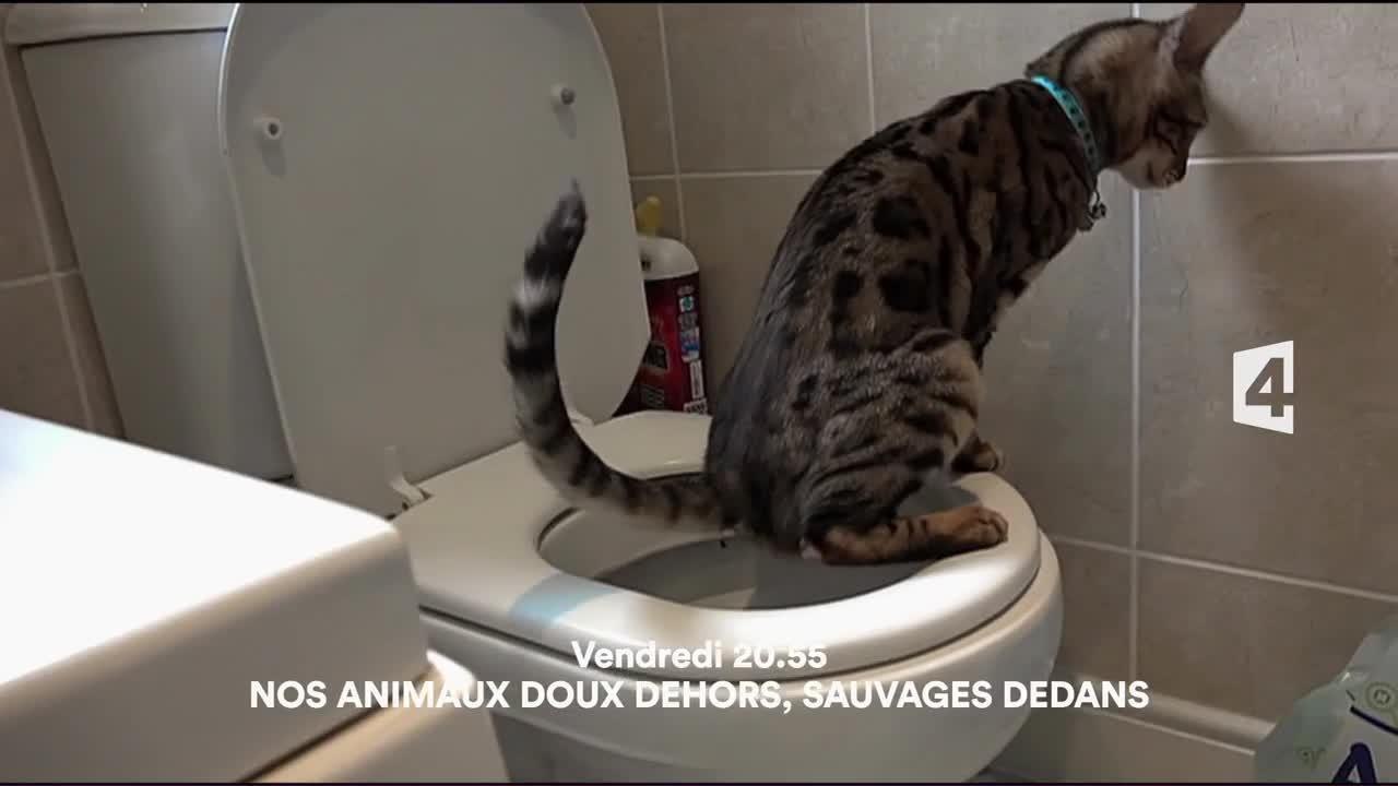 Nos animaux doux dehors sauvages dedans - 6 octobre