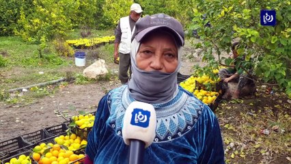 موسم الحمضيات في الأغوار الشمالية.. فرص عمل ومصدر رزق