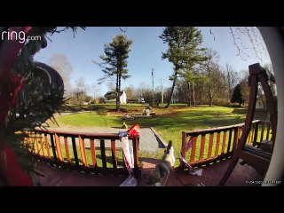 Puppy Porch Pirate Caught on Camera