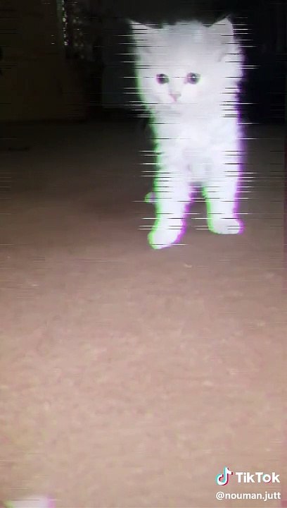 Best Kitty Video | S4Stupid