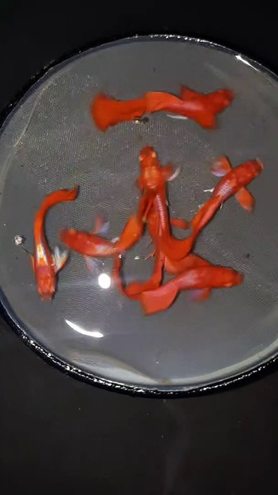 Ikan hias guppy cantik 2