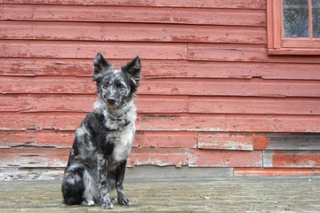 Meet the American Kennel Club’s Newest Recognized Dog Breeds