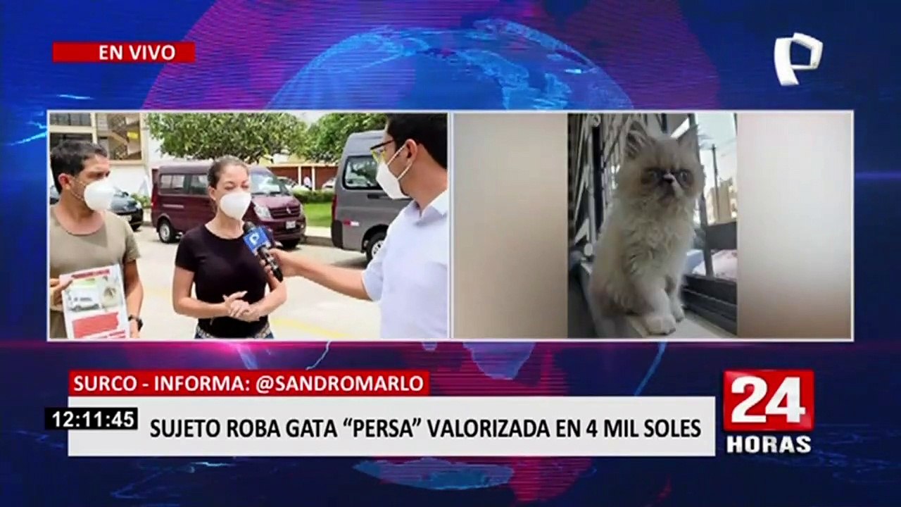 Surco: captan a sujeto se lleva gata persa valorizada en 4 mil soles