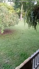 Cat Leads Owner to Pile of Cold Baby Squirrels