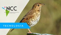 El Consejo de Estado francés prohíbe la caza de cinco especies de aves