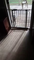 Goat Brings Extra Cuteness to the Door