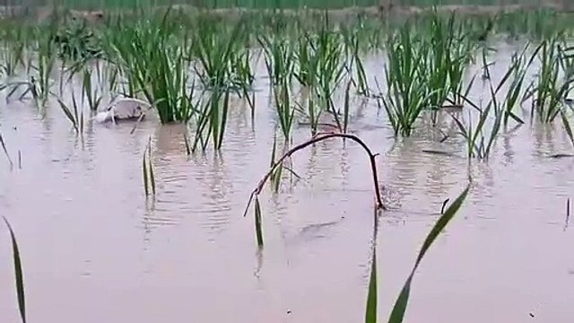 श्रीगंगानगर जिले में बारिश की झड़ी, किसान हुए निहाल