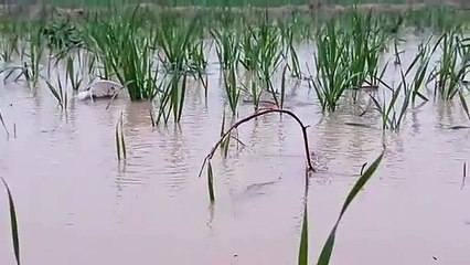 श्रीगंगानगर जिले में बारिश की झड़ी, किसान हुए निहाल