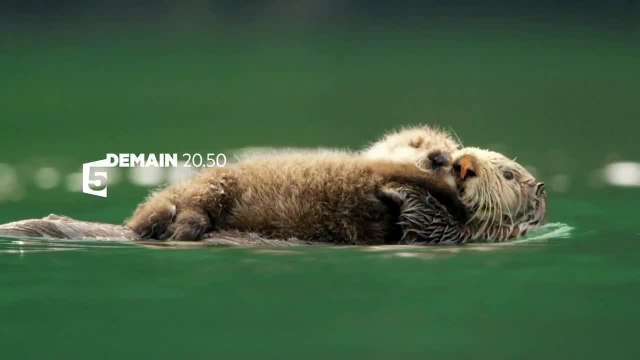 Caméras espions en terre animale - 23 août