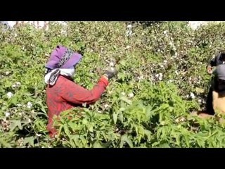 المزارعون في حصاد القطن : بنسيب الدود يأكله علشان مفيش فلوس لعلاجه