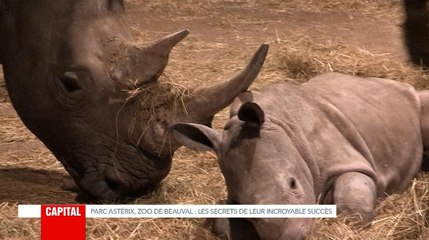 Exclu. Capital (M6) : Comment Beauval s'est adapté à la menace de braconnage (VIDEO)