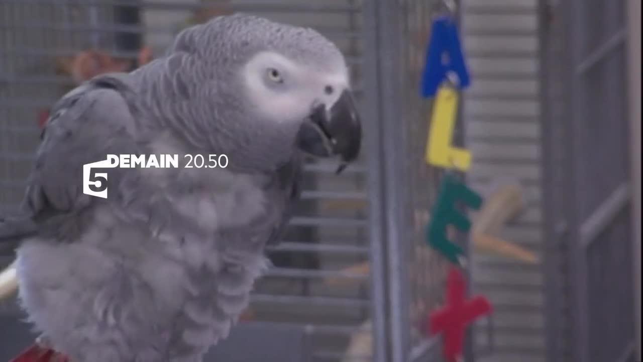 Singes malins et perroquets prodiges - 12 juillet