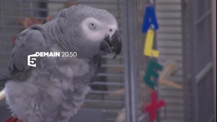 Singes malins et perroquets prodiges - 12 juillet