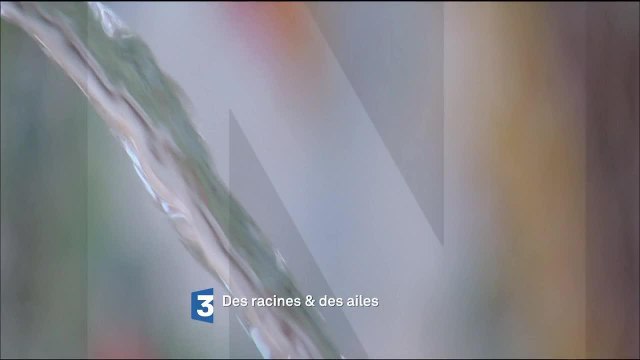 Des racines et des ailes - 21 juin