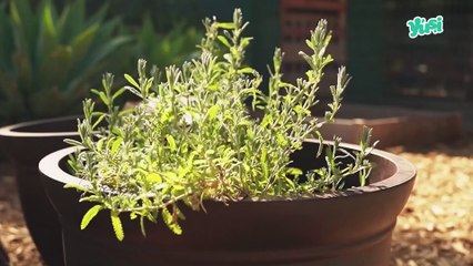 Té de tomillo y miel más beneficios de esta planta