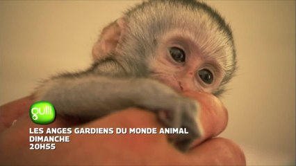 Les anges gardiens du monde animal - 6 août