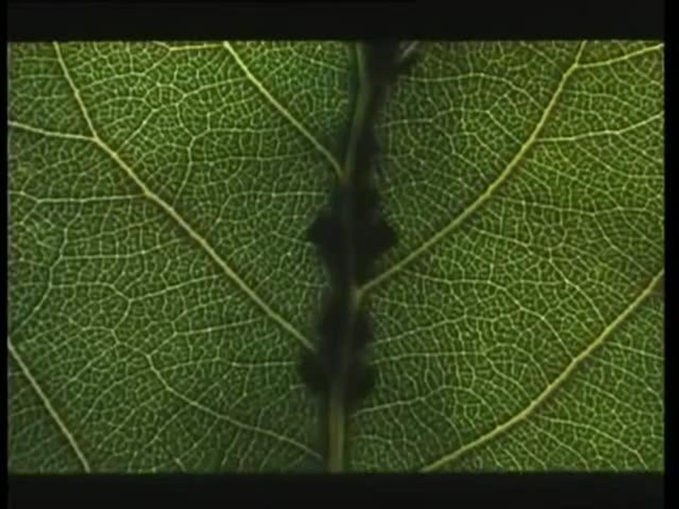 Microcosmos, le peuple de l'herbe - 27 juin