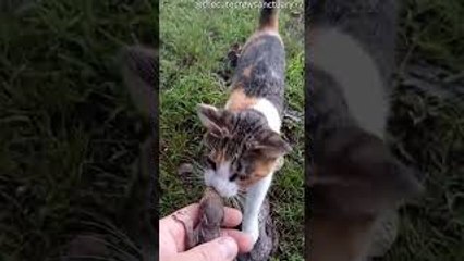Cat Leads Owner to Pile of Cold Baby Squirrels