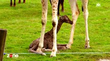 Zone Interdite : les premiers pas difficiles d'un girafon
