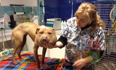 Belle histoire : une femme sauve une chienne maltraitée depuis sa naissance