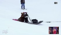 TPMP fait du ski : Isabelle Morini-Bosc traînée et larguée par les chiens de son attelage !