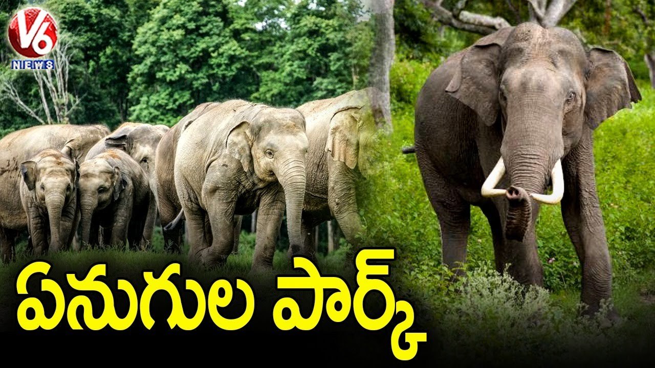 ఏనుగుల పార్క్ _ Elephants Park At Telangana-Maharashtra Border | V6 News
