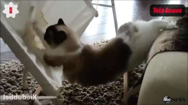 Zapping des chats et des chiens les plus drôles