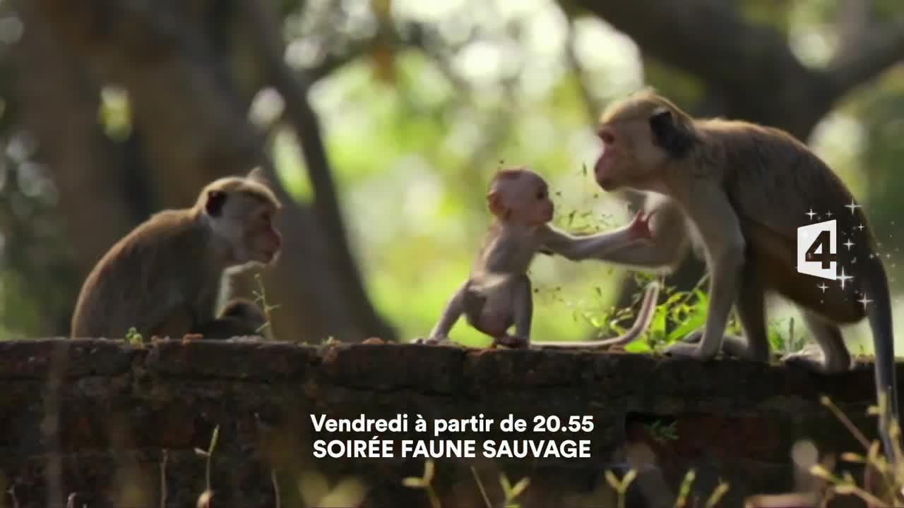 Punda le zèbre - 16 décembre