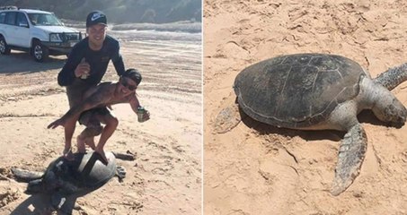 Ivres, ils "surfent" sur une tortue et risquent 13 000 euros d'amende