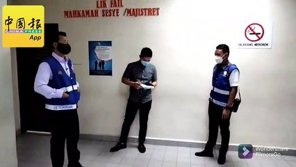 非法运载4头生猪 华裔青年认罪 罚2000