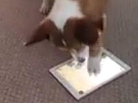 Ce chien va avoir une drôle de surprise... Qui va vous faire mourir de rire ! Le Zapping Web